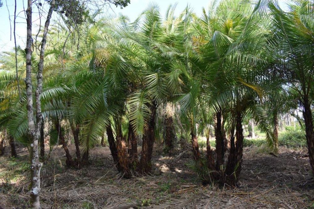 phoenix-reclinata-senegal-date-palm