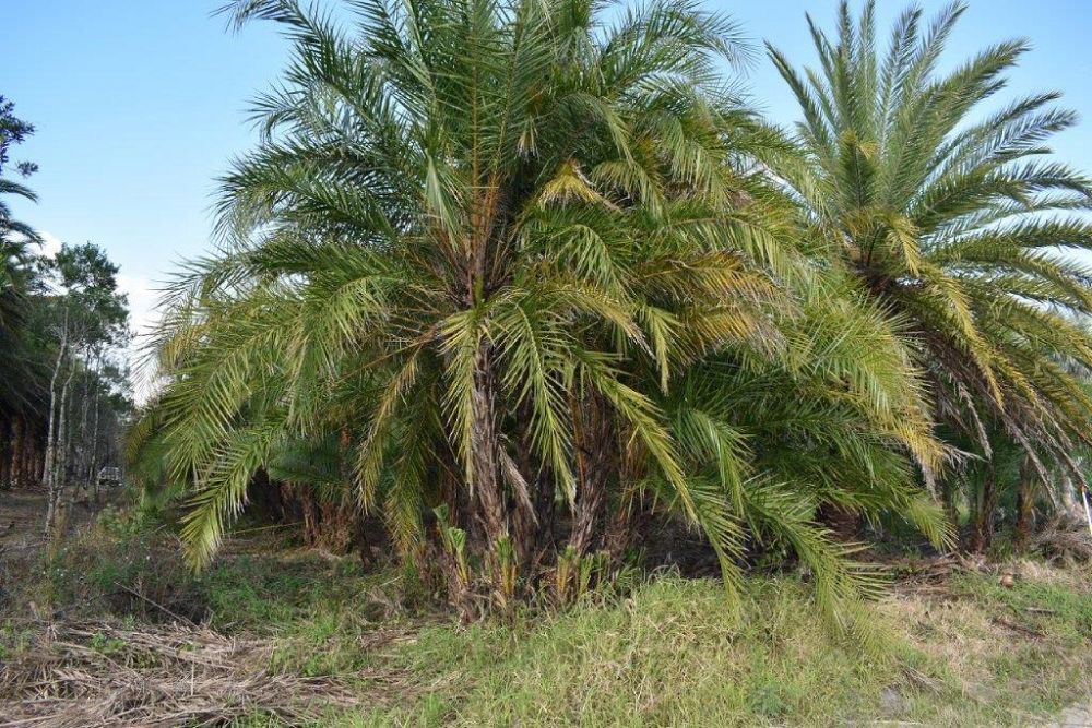 phoenix-reclinata-senegal-date-palm