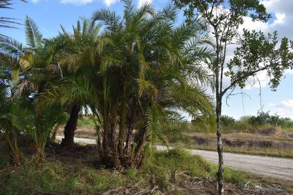 phoenix-reclinata-senegal-date-palm