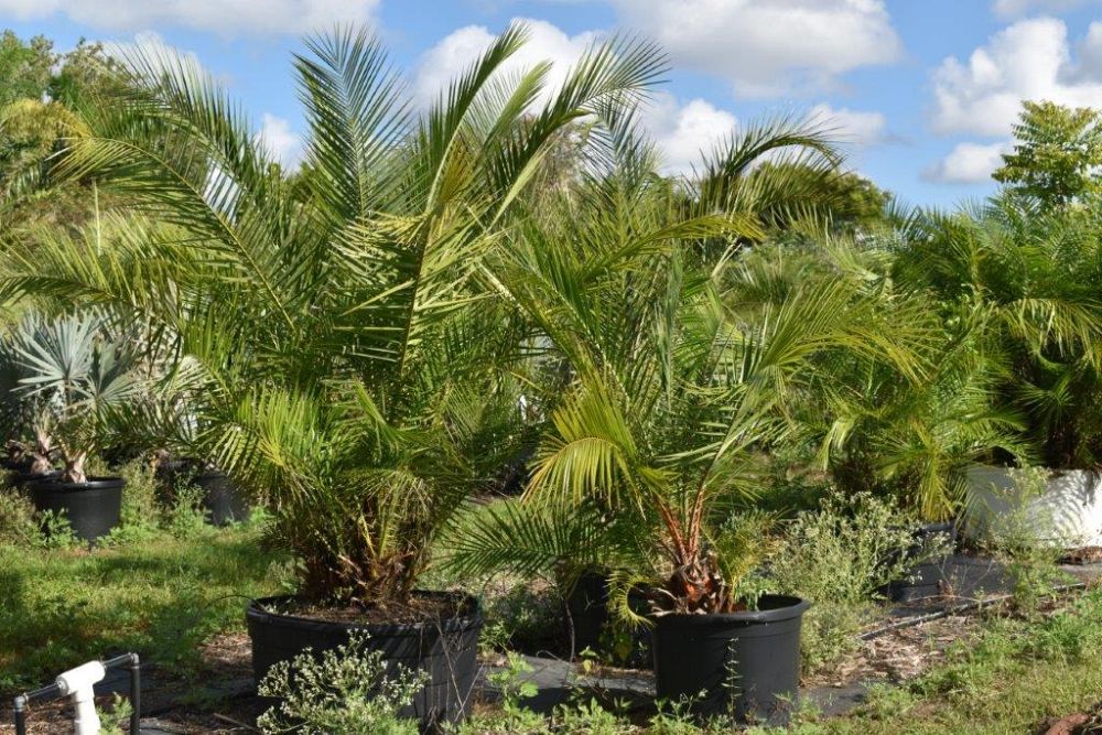 phoenix-reclinata-senegal-date-palm