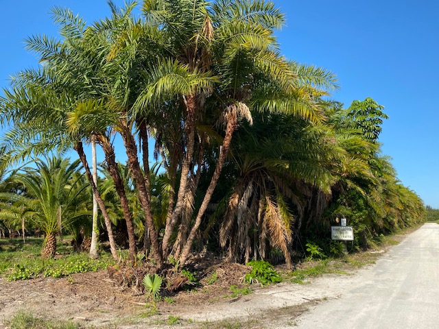phoenix-reclinata-senegal-date-palm