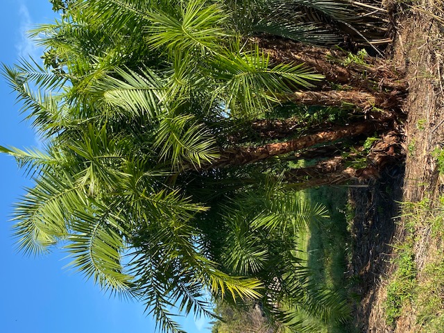 phoenix-reclinata-senegal-date-palm