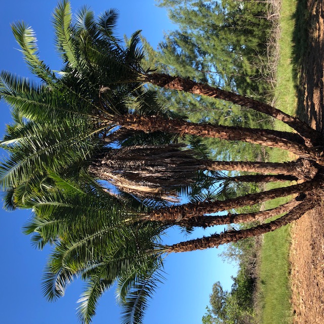 phoenix-reclinata-senegal-date-palm