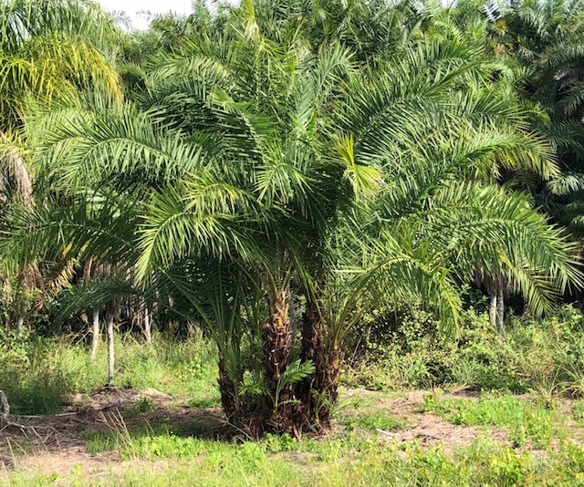 phoenix-reclinata-senegal-date-palm