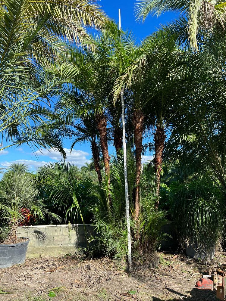phoenix-reclinata-senegal-date-palm
