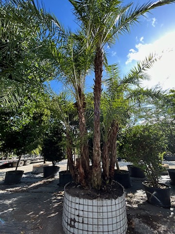 phoenix-reclinata-senegal-date-palm