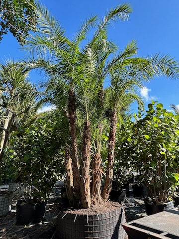 phoenix-reclinata-senegal-date-palm