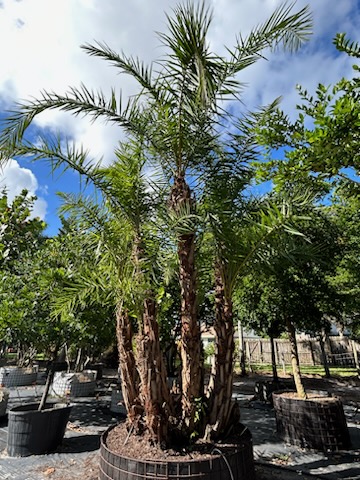 phoenix-reclinata-senegal-date-palm