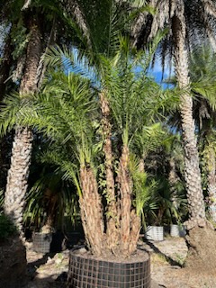 phoenix-reclinata-senegal-date-palm