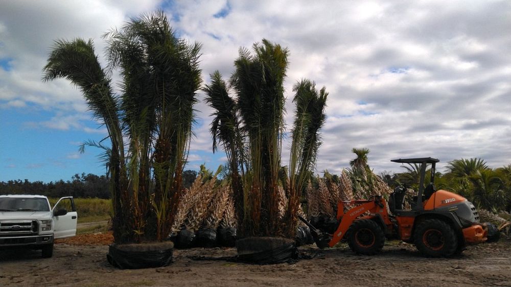 phoenix-reclinata-senegal-date-palm