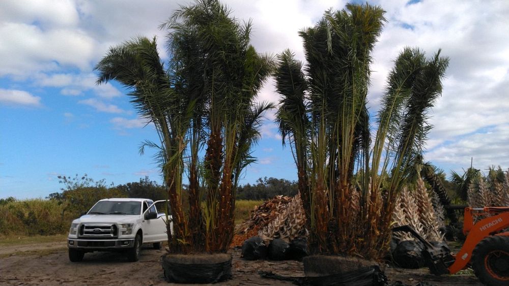 phoenix-reclinata-senegal-date-palm