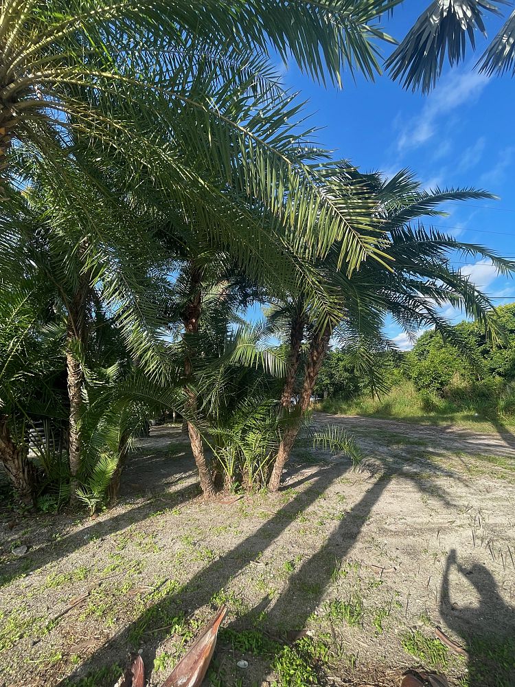 phoenix-reclinata-senegal-date-palm