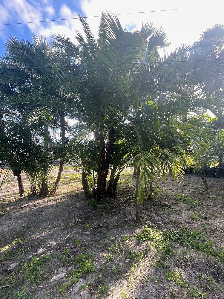 phoenix-reclinata-senegal-date-palm