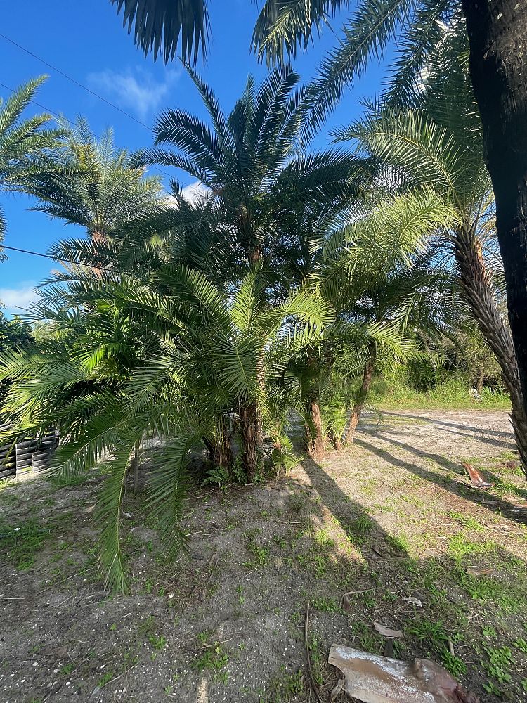 phoenix-reclinata-senegal-date-palm