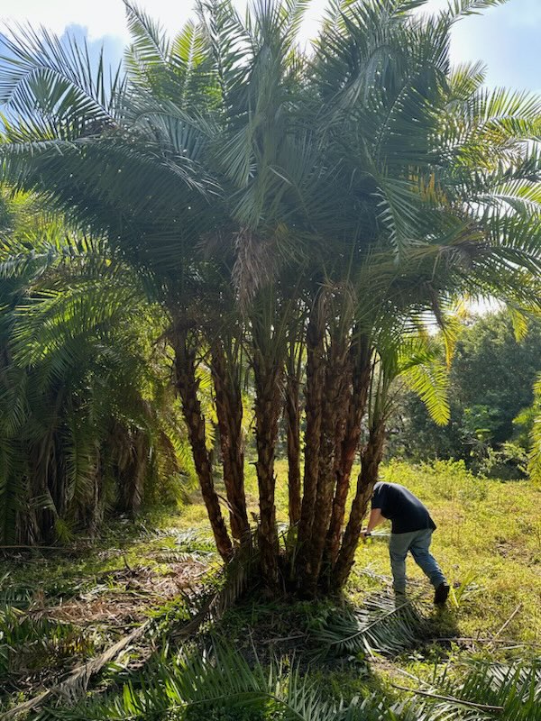 phoenix-reclinata-senegal-date-palm