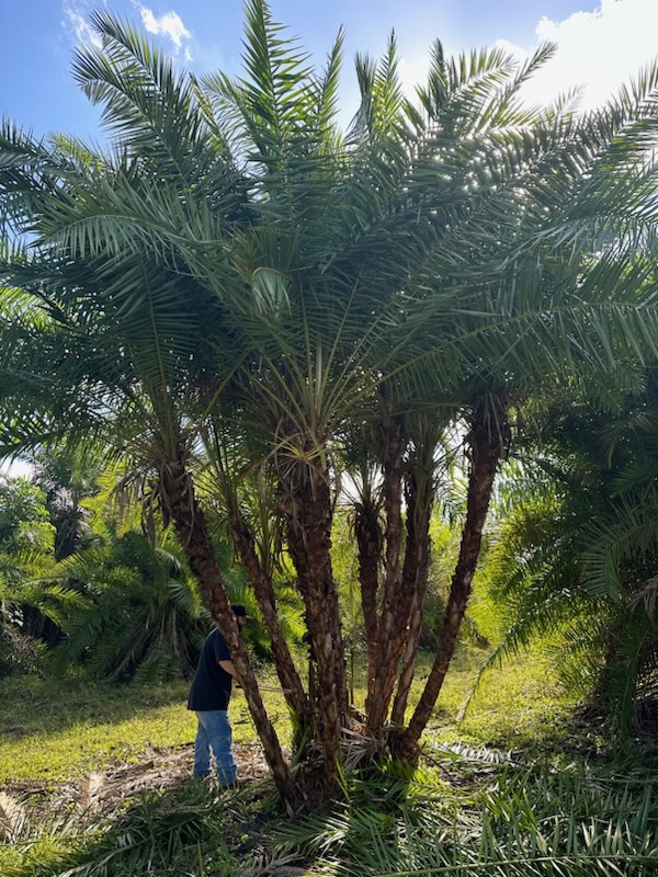 phoenix-reclinata-senegal-date-palm