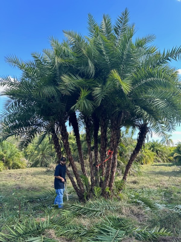 phoenix-reclinata-senegal-date-palm