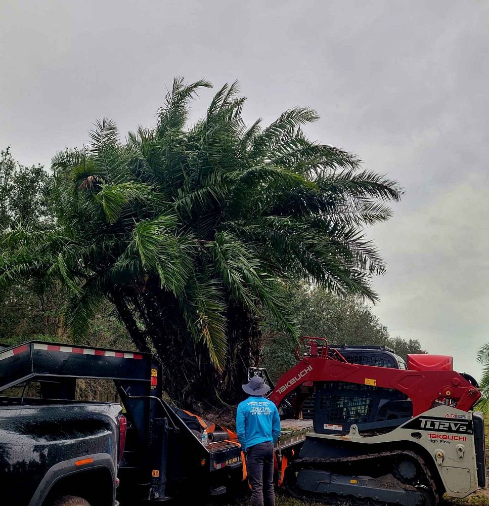 phoenix-reclinata-senegal-date-palm
