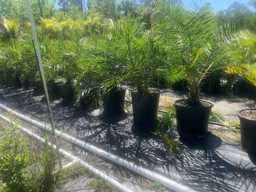 phoenix-reclinata-senegal-date-palm