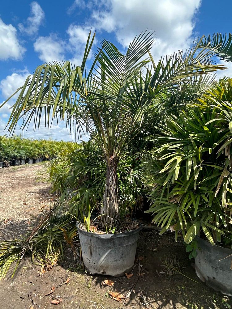 phoenix-reclinata-senegal-date-palm