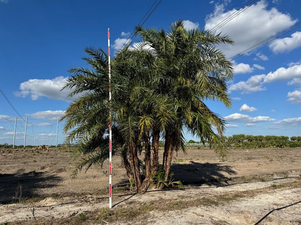 phoenix-reclinata-senegal-date-palm