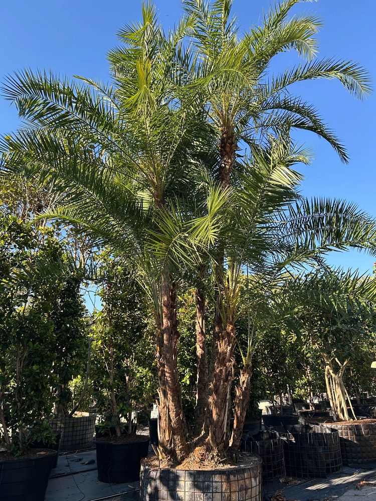 phoenix-reclinata-senegal-date-palm