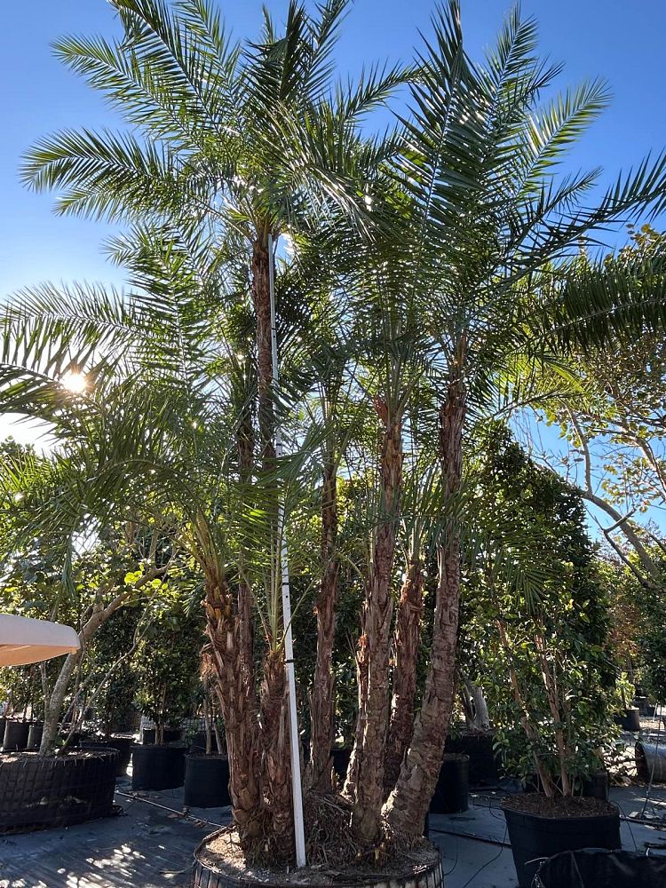 phoenix-reclinata-senegal-date-palm
