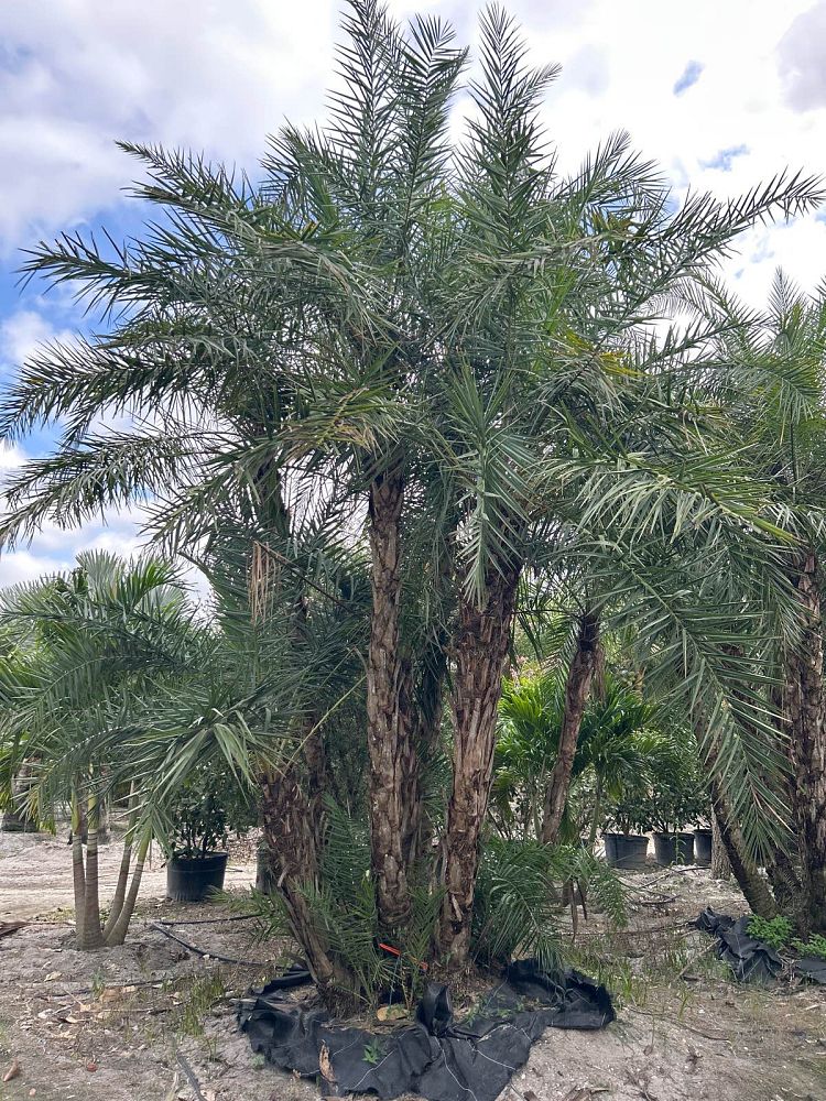 phoenix-reclinata-senegal-date-palm