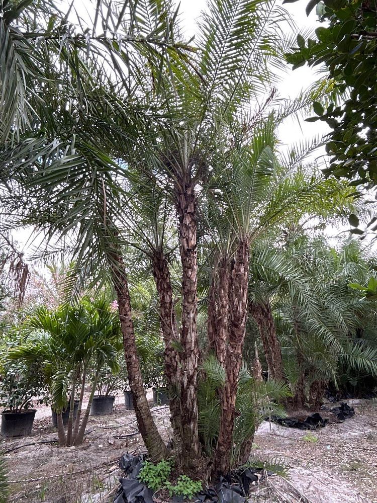 phoenix-reclinata-senegal-date-palm