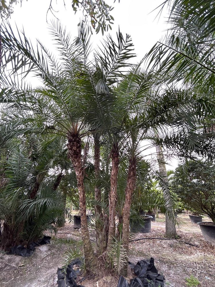phoenix-reclinata-senegal-date-palm