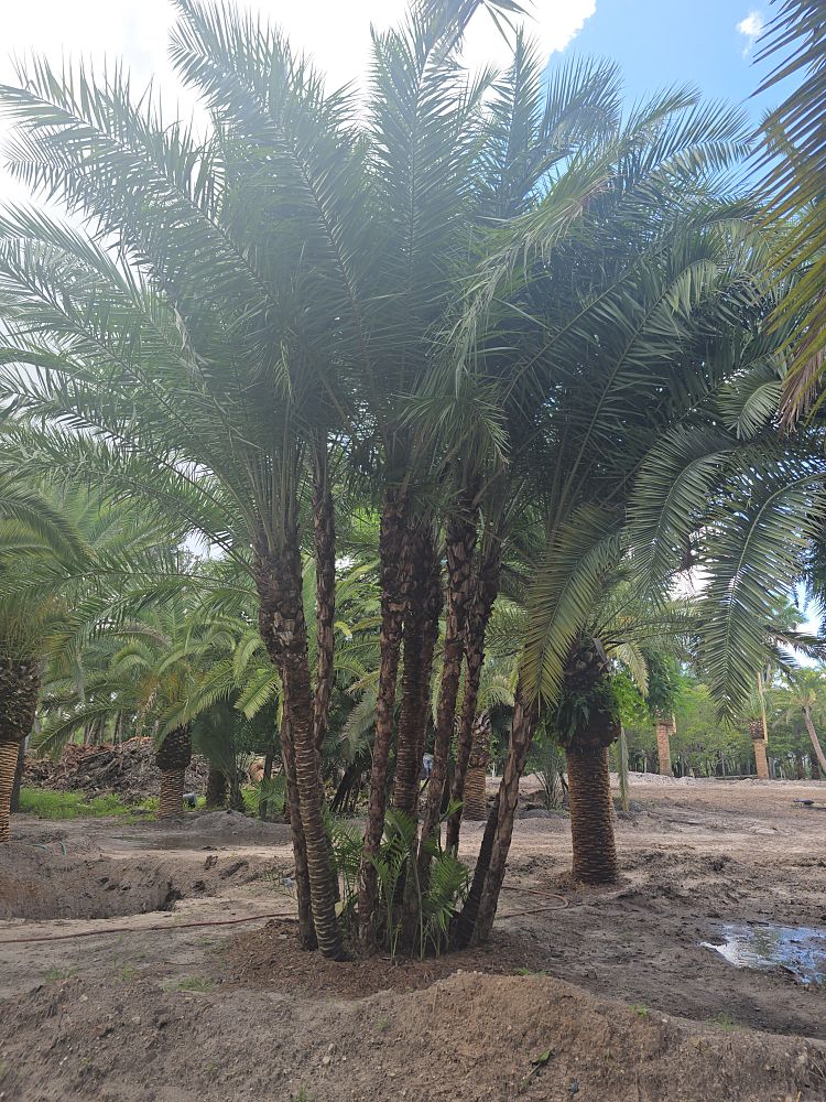 phoenix-reclinata-senegal-date-palm