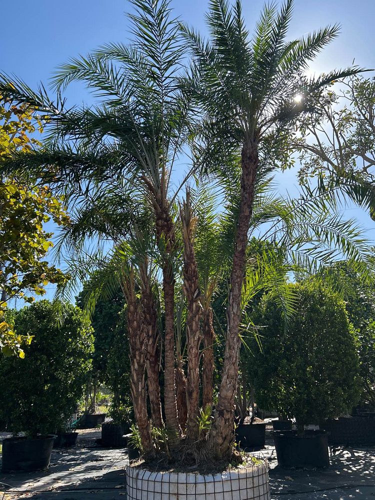 phoenix-reclinata-senegal-date-palm