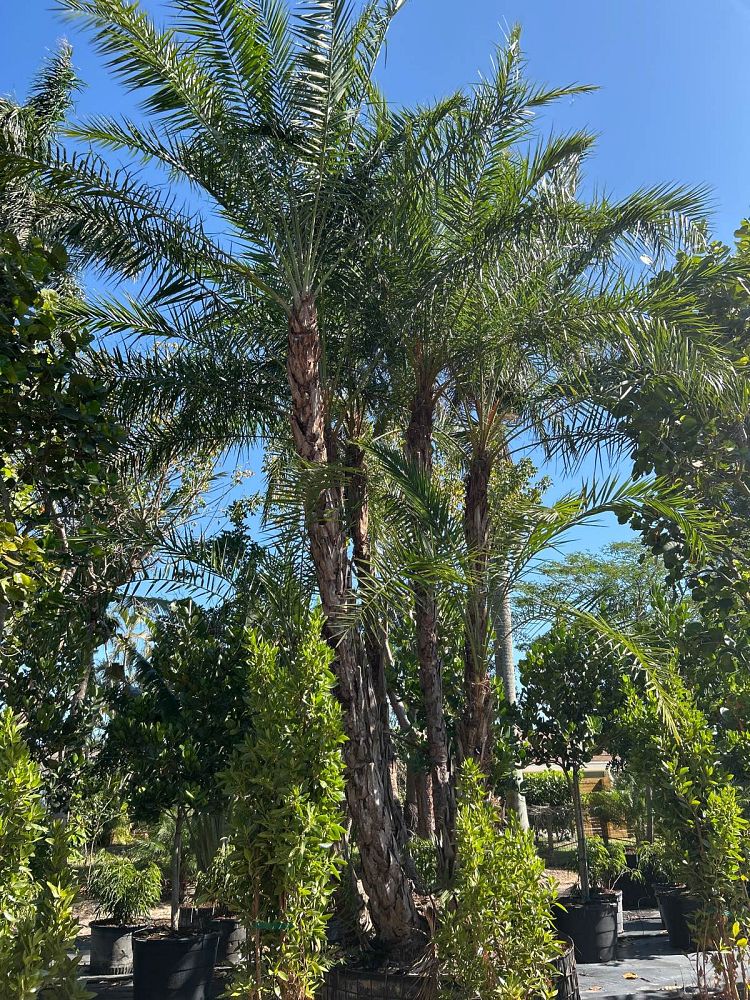 phoenix-reclinata-senegal-date-palm