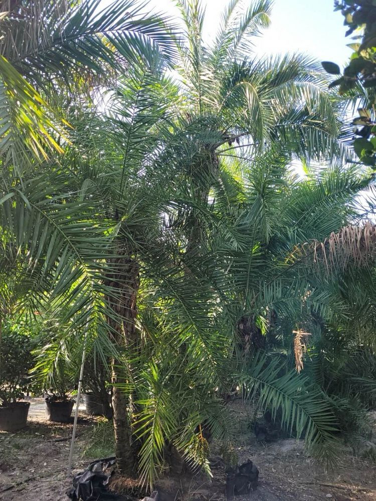 phoenix-reclinata-senegal-date-palm
