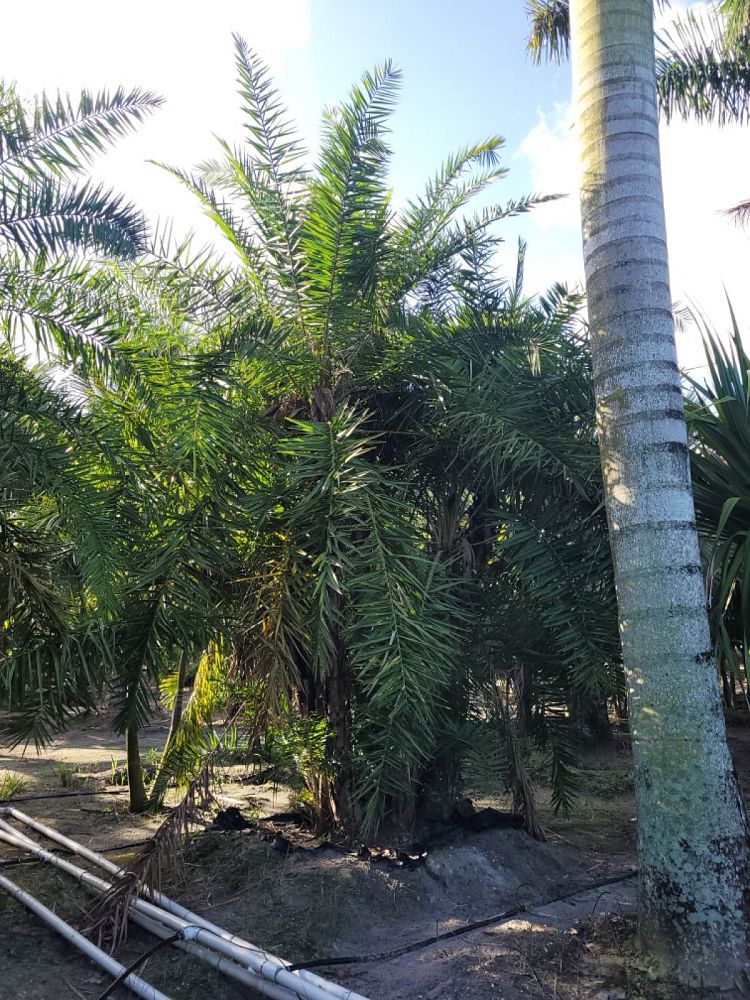 phoenix-reclinata-senegal-date-palm