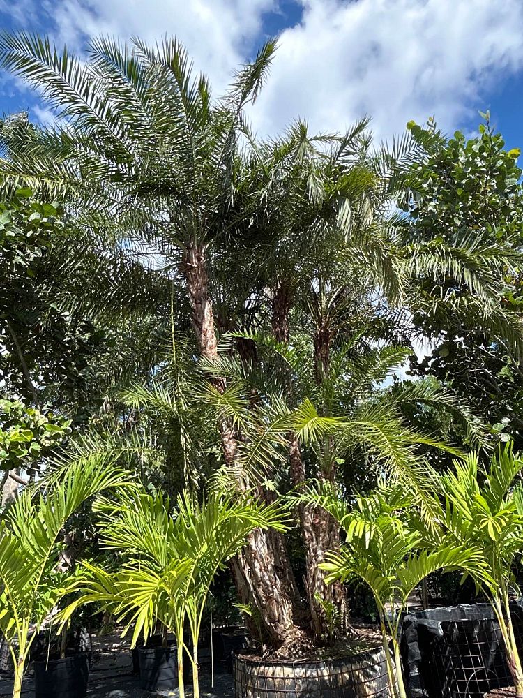 phoenix-reclinata-senegal-date-palm
