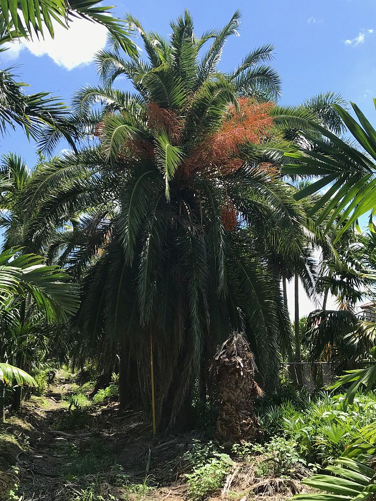 phoenix-reclinata-x-canariensis