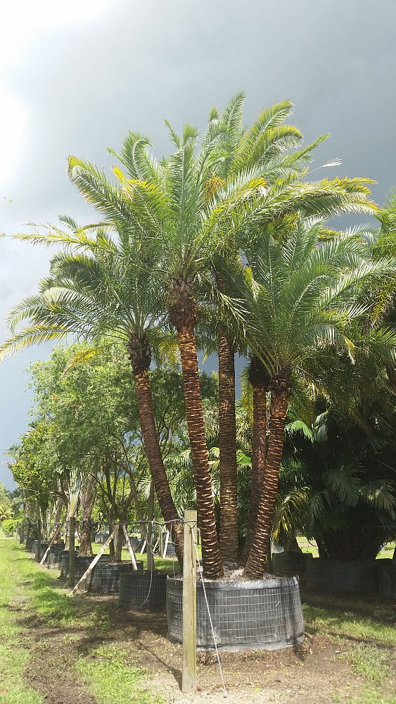 Specimens Galore Inc