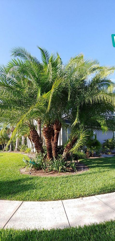 phoenix-reclinata-x-roebelenii-date-palm-hybrid-reclinata-x-roebelenii