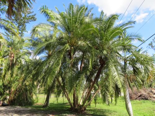 phoenix-reclinata-x-roebelenii-date-palm-hybrid-reclinata-x-roebelenii