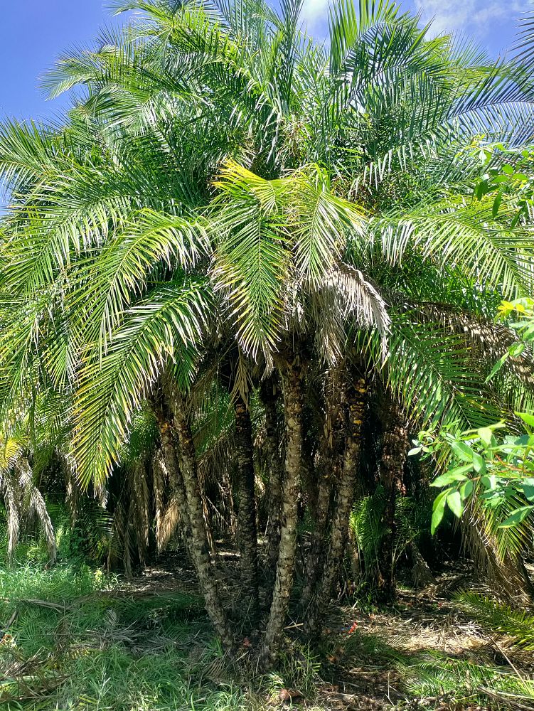 phoenix-reclinata-x-roebelenii-date-palm-hybrid-reclinata-x-roebelenii