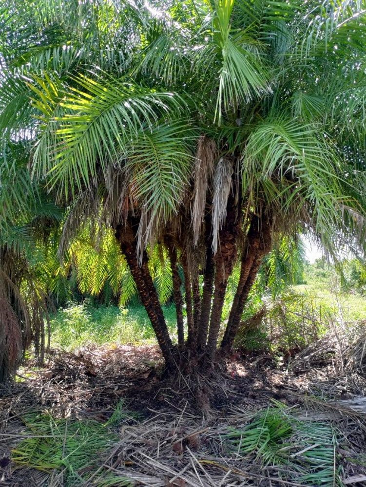 phoenix-reclinata-x-roebelenii-date-palm-hybrid-reclinata-x-roebelenii