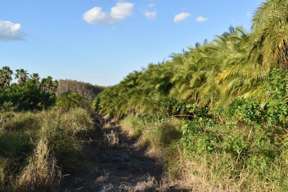 phoenix-reclinata-x-roebelenii-date-palm-hybrid-reclinata-x-roebelenii