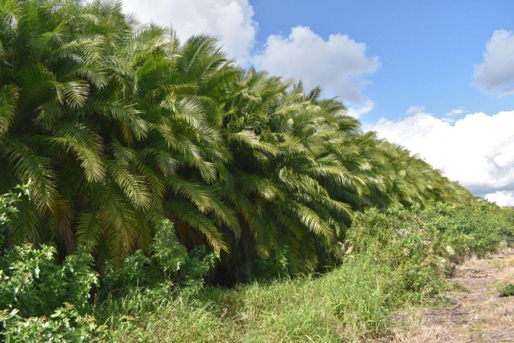 phoenix-reclinata-x-roebelenii-date-palm-hybrid-reclinata-x-roebelenii