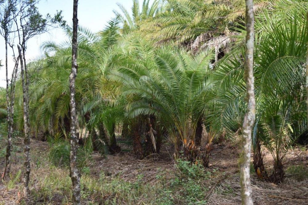 phoenix-reclinata-x-roebelenii-date-palm-hybrid-reclinata-x-roebelenii