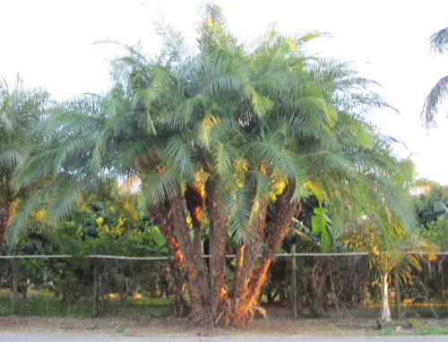 phoenix-reclinata-x-roebelenii-date-palm-hybrid-reclinata-x-roebelenii