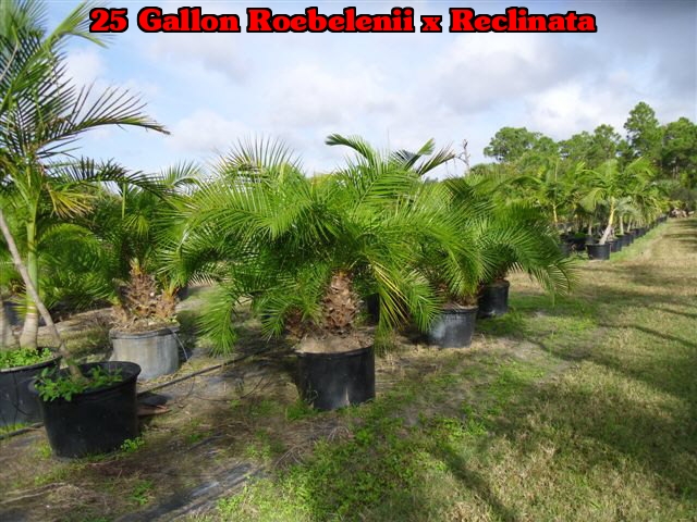 phoenix-reclinata-x-roebelenii-date-palm-hybrid-reclinata-x-roebelenii