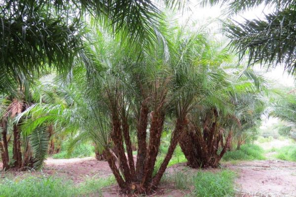 phoenix-reclinata-x-roebelenii-date-palm-hybrid-reclinata-x-roebelenii