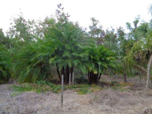 phoenix-reclinata-x-roebelenii-date-palm-hybrid-reclinata-x-roebelenii