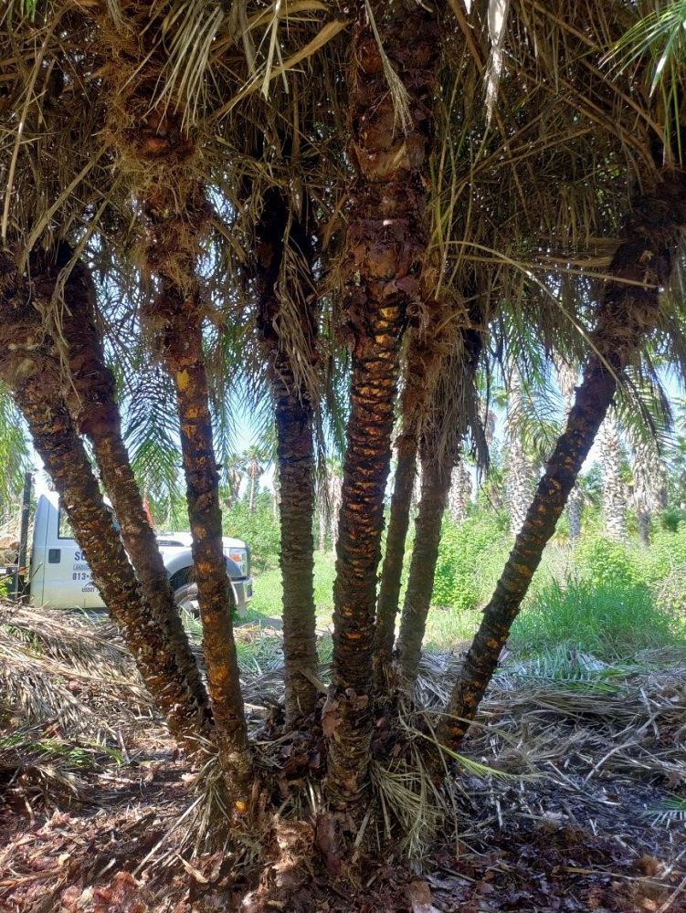 phoenix-reclinata-x-roebelenii-date-palm-hybrid-reclinata-x-roebelenii